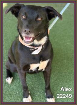 ALEX -  Labrador Retriever and Shepherd Dog for Adoption in Marietta, Georgia - ALEX | PetCurious