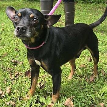 Elmer Fudd -  Mixed Breed Dog for Adoption in Canal Winchester, Ohio - Elmer Fudd | PetCurious