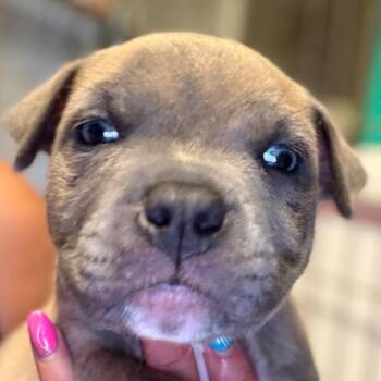 Castor - silver -  Anatolian Shepherd and Dutch Shepherd Dog for Adoption in Greenfield, Indiana - Castor - Silver | PetCurious