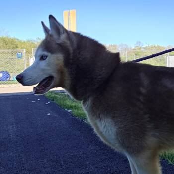 Siberian Husky Dogs Available for Adoption in Bristol, Indiana - Blaze | PetCurious