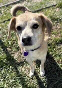 Chiweenie and Puggle Dogs Available for Adoption in Clinton, Pennsylvania - Murray  | PetCurious