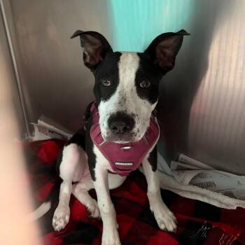 Aubrey -  Mixed Breed Dog for Adoption in Lake Jackson, Texas - Aubrey | PetCurious