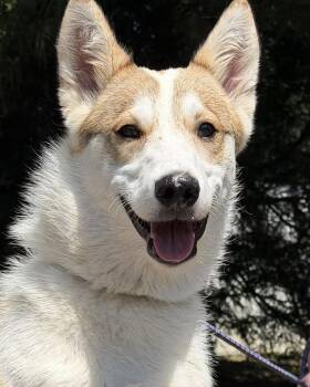 Husky Dogs Available for Adoption in Catlett, Virginia - Whitney | PetCurious