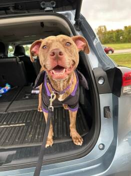 Rescue Pit Bull Terrier Dogs for Adoption in Evansville, Indiana - Coco | PetCurious