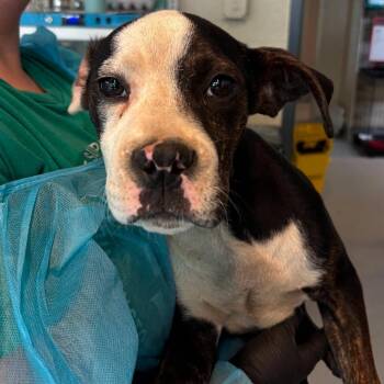Bippity -  Mixed Breed Dog for Adoption in Huntington, West Virginia - Bippity | PetCurious
