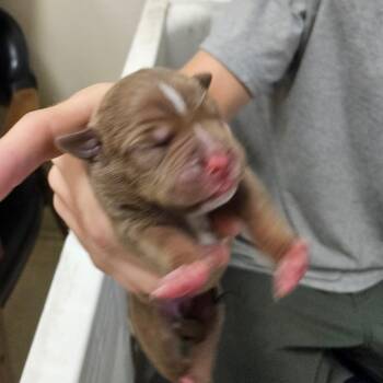 1_2 -  Mixed Breed Dog for Adoption in Lake Panasoffkee, Florida - 1_2 | PetCurious