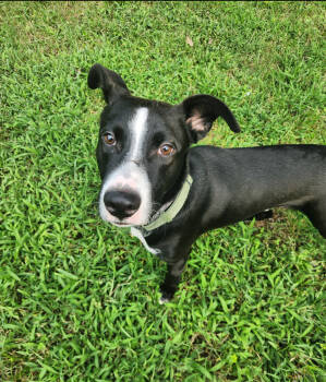Rescue Labrador Retriever Dogs for Adoption in Wake Forest, North Carolina - Simba | PetCurious