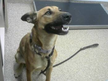 Rescue German Shepherd Dog and Mixed Breed Dogs for Adoption in Albuquerque, New Mexico - WILLOW | PetCurious