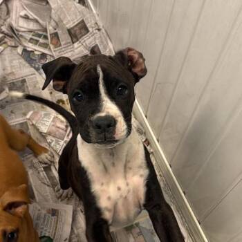 Clarence -  Mixed Breed Dog for Adoption in Huntington, West Virginia - Clarence | PetCurious