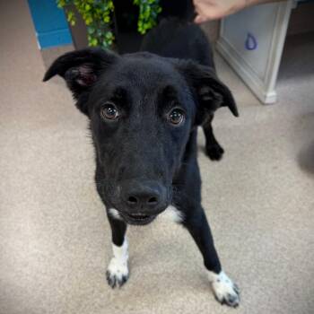 Nantucket -  Border Collie and Mixed Breed Dog for Adoption in New York, New York - Nantucket | PetCurious