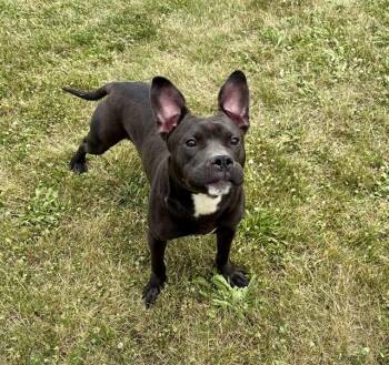 BAT GIRL -  Staffordshire Bull Terrier and Mixed Breed Dog for Adoption in Kalamazoo, Michigan - BAT GIRL | PetCurious