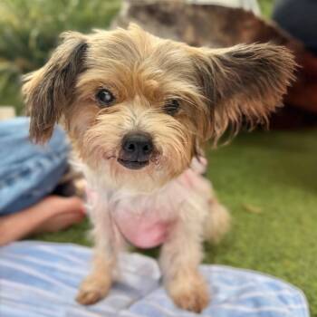 Mrs Tiggy-Winkle -  Yorkshire Terrier Dog for Adoption in Los Angeles, California - Mrs Tiggy-Winkle | PetCurious