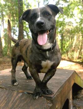 Nugget -  Basset Hound and Catahoula Leopard Dog Dog for Adoption in Savannah, Georgia - Nugget | PetCurious