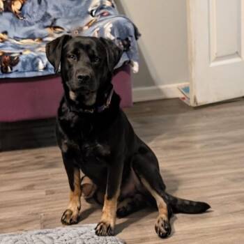 Randall Park -  Mixed Breed Dog for Adoption in Savannah, Georgia - Randall Park | PetCurious