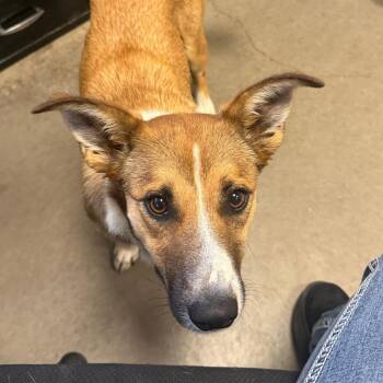 Cattle Dog Dogs Available for Adoption in Rifle, Colorado - Marny | PetCurious