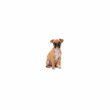 Hazel -  Boston Terrier and Mixed Breed Dog for Adoption in Los Angeles, California - Hazel | PetCurious