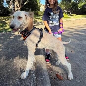 Amelie - Your Sweet Little Klepto Doodle -  Poodle Dog for Adoption in Houston, Texas - Amelie - Your Sweet Little Klepto Doodle | PetCurious