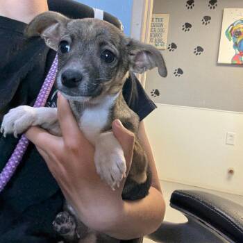 Chihuahua Dogs Available for Adoption in Casa Grande, Arizona - Iris | PetCurious