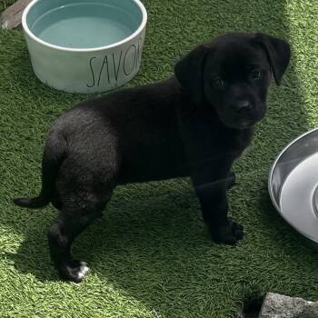 Black Labrador Retriever Dogs Available for Adoption in Loxahatchee Groves, Florida - Rainbow 8161 | PetCurious