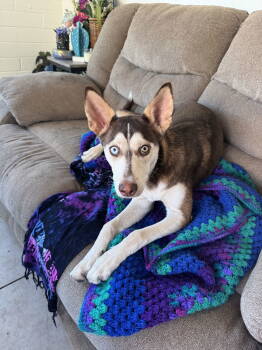 Rescue Husky and Siberian Husky Dogs for Adoption in Chandler, Arizona - MOANA | PetCurious