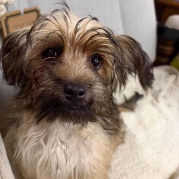 Vivian -  Mixed Breed Dog for Adoption in Fredericksburg, Virginia - Vivian | PetCurious
