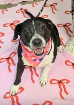 Mixed Breed Dogs Available for Adoption - Sassy Girl | PetCurious