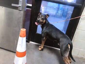 German Shepherd Dog and Mixed Breed Dogs Available for Adoption in Tulsa, Oklahoma - MAILMAN | PetCurious