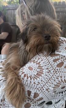 Milo -  Yorkshire Terrier Dog Available for Adoption in Fresno, California - Milo | PetCurious