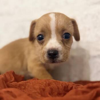 Kenny -  Chihuahua and Dachshund Dog for Adoption in Baton Rouge, Louisiana - Kenny | PetCurious