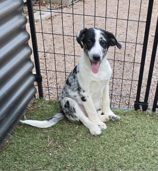 Dewdrop -  Australian Shepherd Dog for Adoption in Phoenix, Arizona - Dewdrop | PetCurious