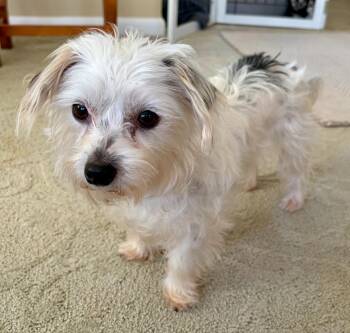 Poodle and Maltese Dogs Available for Adoption - Cotton | PetCurious