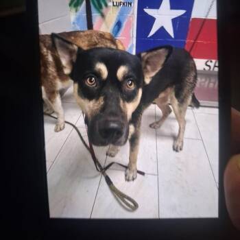 Joey -  Mixed Breed Dog for Adoption in Lufkin, Texas - Joey | PetCurious