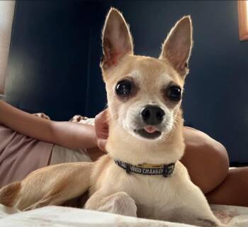 Lucky -  Chihuahua Dog for Adoption in Philadelphia, Pennsylvania - Lucky | PetCurious