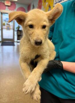 Labrador Retriever and Great Pyrenees Dogs Available for Adoption in Nacogdoches, Texas - Pringle | PetCurious