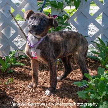 Terrier Dogs Available for Adoption in Wake Forest, North Carolina - Asia | PetCurious