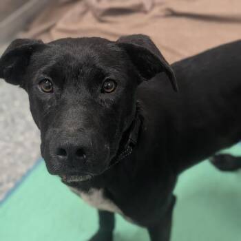Brewer -  German Shepherd Dog and Mixed Breed Dog for Adoption in Prairie Du Chien, Wisconsin - Brewer | PetCurious