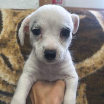 Maybelline -  Jack Russell Terrier Dog for Adoption in Moses Lake, Washington - Maybelline | PetCurious