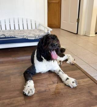 Bentley -  Poodle and Bernese Mountain Dog Dog for Adoption in Gonzales, Louisiana - Bentley | PetCurious