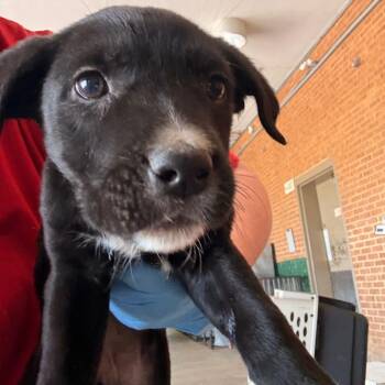 Shepherd Dogs Available for Adoption in Birmingham, Alabama - Charley | PetCurious