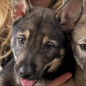 Edward -  Norwegian Elkhound and Husky Dog for Adoption in Phoenixville, Pennsylvania - Edward | PetCurious
