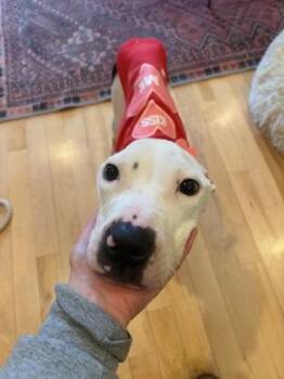 Mixed Breed Dogs Available for Adoption - Krypto | PetCurious