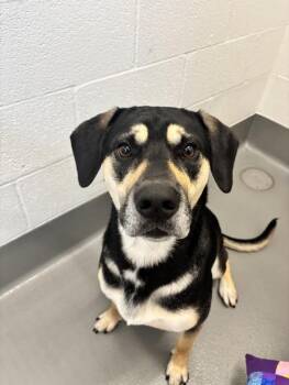 Chance -  Mixed Breed Dog for Adoption in Newport, Oregon - Chance | PetCurious