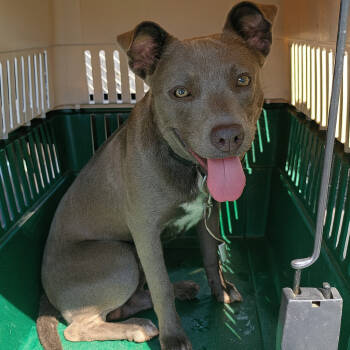 Rescue Pit Bull Terrier Dogs for Adoption in Corsicana, Texas - Rocky D45731 | PetCurious