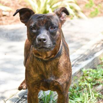 Woody -  Boxer and Mixed Breed Dog for Adoption in Columbus, North Carolina - Woody | PetCurious