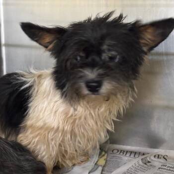 Dice Stray Hold 9/1 -  Mixed Breed Dog for Adoption in Huntington, West Virginia - Dice Stray Hold 9/1 | PetCurious