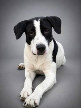 Fergie -  Pointer and Mixed Breed Dog for Adoption in Bowling Green, Kentucky - Fergie | PetCurious