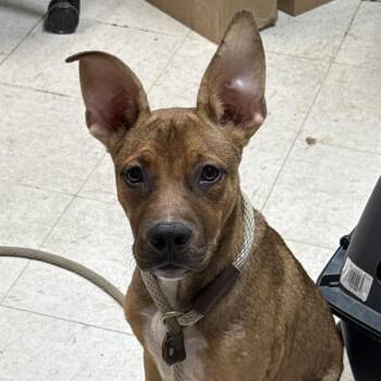 Bongo -  Shepherd Dog for Adoption in Jacksonville, Arkansas - Bongo | PetCurious