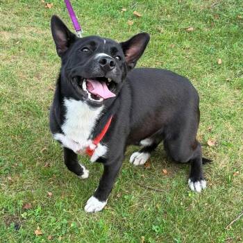 Denali -  Husky Dog for Adoption in Bristol, Indiana - Denali | PetCurious