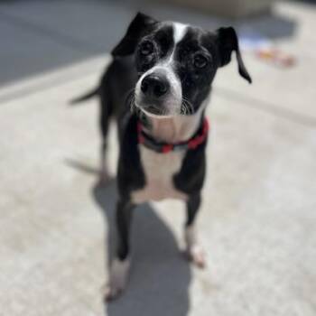 Monty -  Mixed Breed Dog for Adoption in Janesville, Wisconsin - Monty | PetCurious