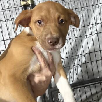 Labrador Retriever Dogs Available for Adoption - Neutron Star | PetCurious